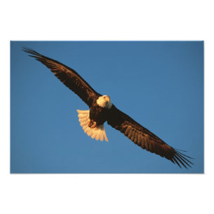 Bird of Prey, Bald Eagle in flight, Kachemak Photo Print