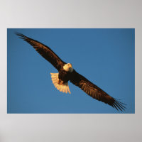 Bird of Prey, Bald Eagle in flight, Kachemak