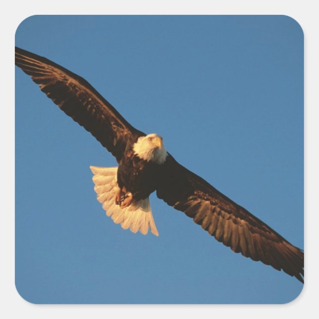 Bird of Prey, Bald Eagle in flight, Kachemak Square Sticker (Front)