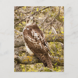 Bird of Prey Postcard