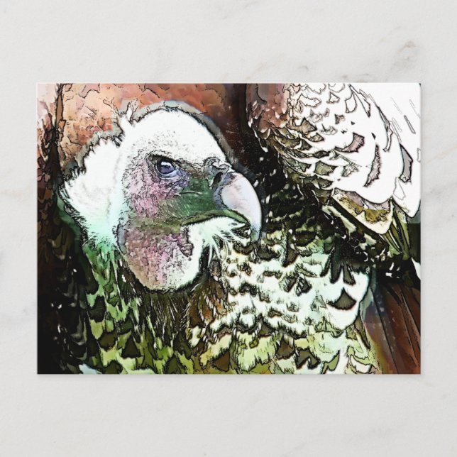 BIRD OF PREY VULTURE POSTCARD (Front)