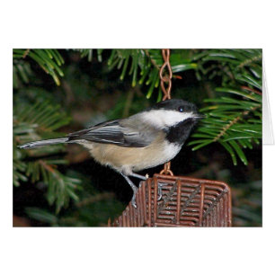 Bird On A Birdfeeder