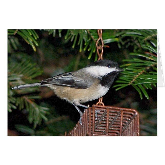 Bird On A Birdfeeder (Front Horizontal)