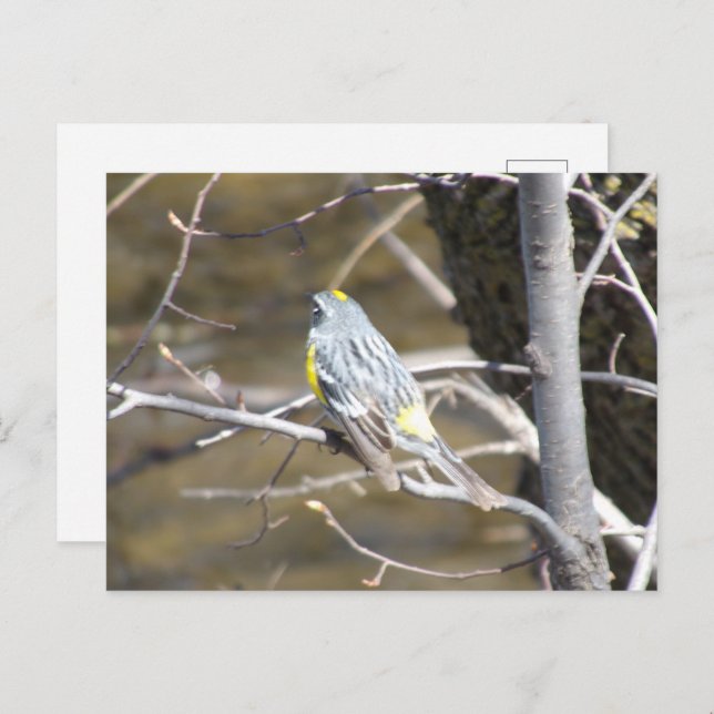 Bird on a Branch Postcard (Front/Back)