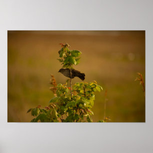 Bird on a Branch Poster