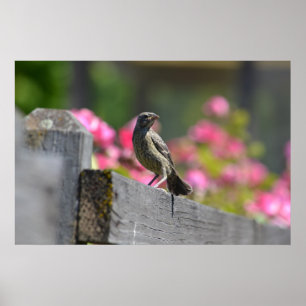 Bird on a Fence Poster