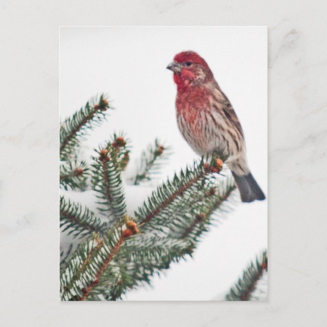 Bird on a Snowy Evergreen Postcard (Front)