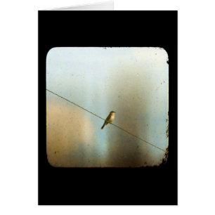 Bird on a Wire