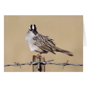 Bird On A Wire