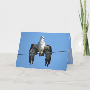 Bird on a Wire - Osprey Greeting Card