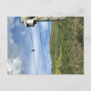 Bird on barbwire Bear Paw Mountains Postcard