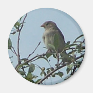 Bird On Branch Magnet