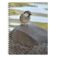 Bird on Rock Kauai (my photography)