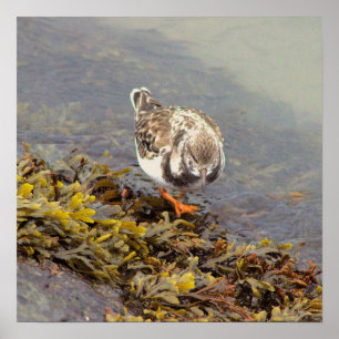 Bird on Rock Photo Poster