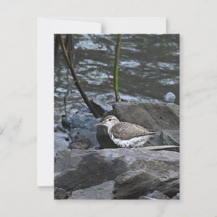 Bird on Rocks Postcard