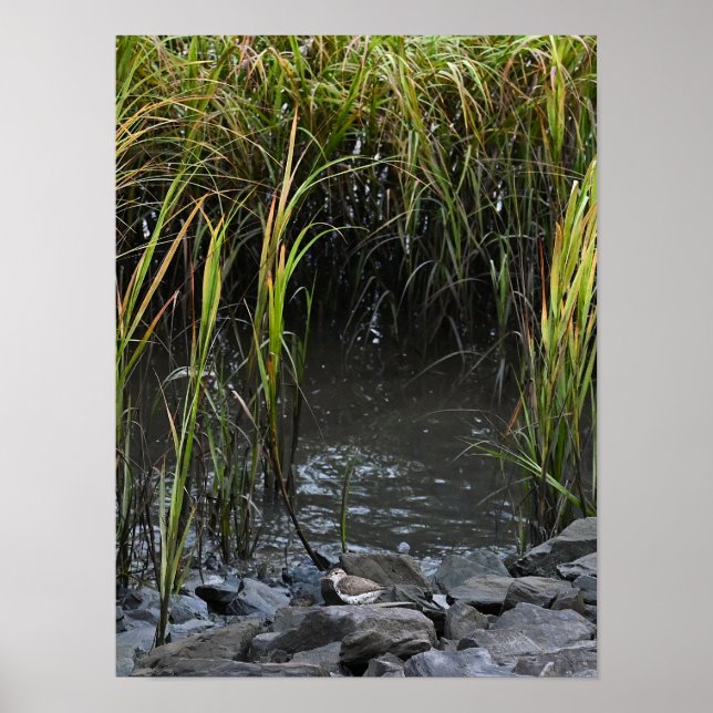 Bird on Rocks Poster (Front)