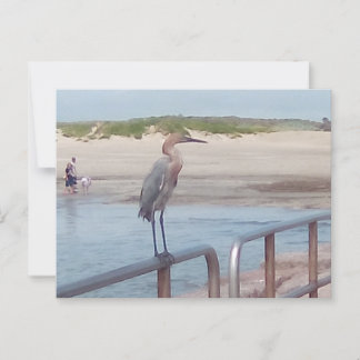 Bird on the jetty - Corpus Christi, Texas Postcard