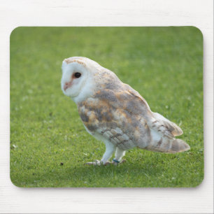 bird, owl, barn owl mouse pad
