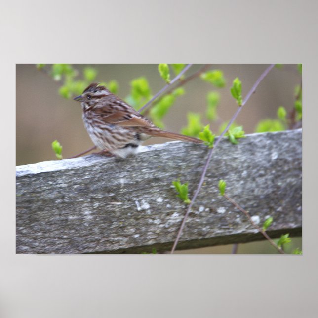 Bird Perched Poster (Front)