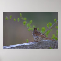 Bird Perched Poster