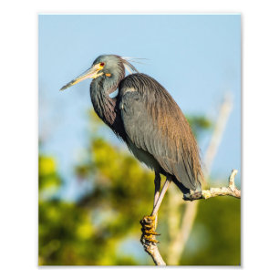 Bird Perfect 8 x 10 Kodak Pro Photo Paper Print