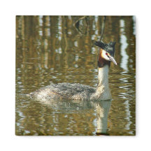 Bird Photo/Crested Grebe/Bird Lover Magne