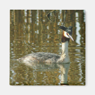 Bird Photo/Crested Grebe/Bird Lover Magne Magnet
