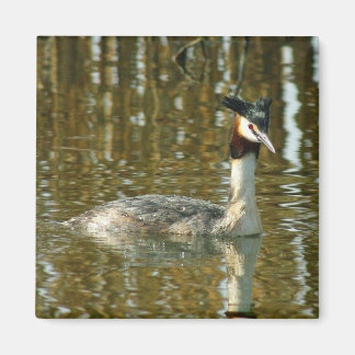 Bird Photo/Crested Grebe/Bird Lover Magne Magnet