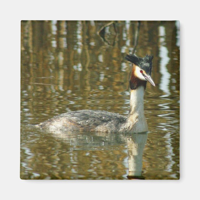 Bird Photo/Crested Grebe/Bird Lover Magne Magnet (Front)