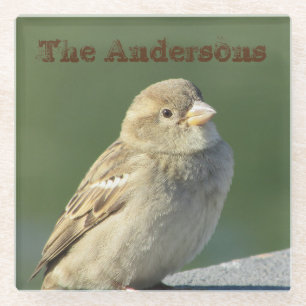 Bird Photo Family Name Brown House Sparrow Glass Coaster