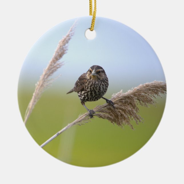 Bird Photo Ornament  (Front)