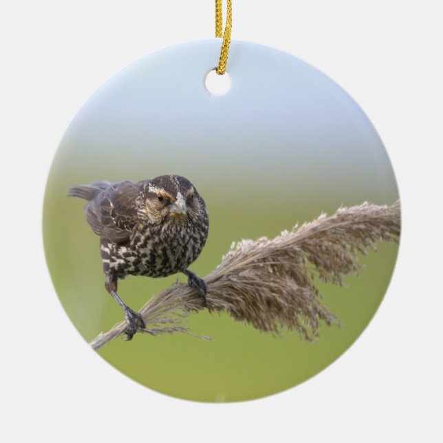 Bird Photo Ornament  (Front)