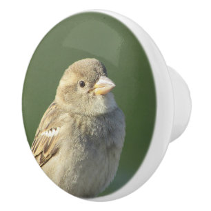 Bird Photo Wildlife Small Brown House Sparrow Ceramic Knob