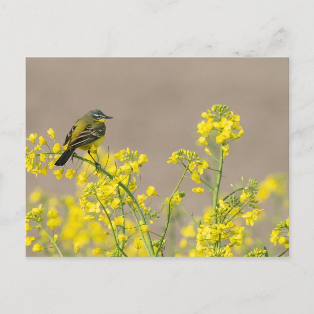 Bird Postcard (Front)