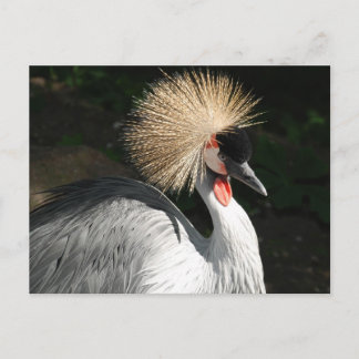 bird postcard