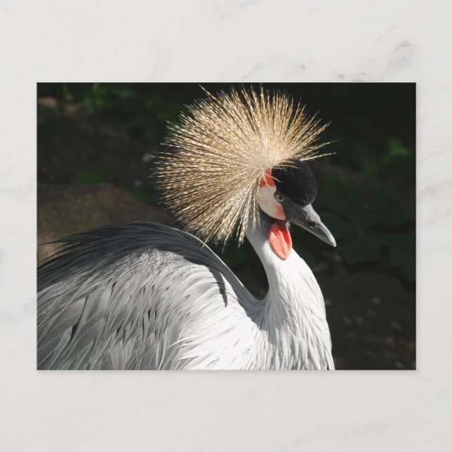 bird postcard (Front)