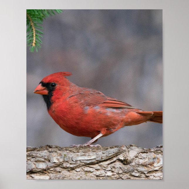 Bird Poster  (Front)