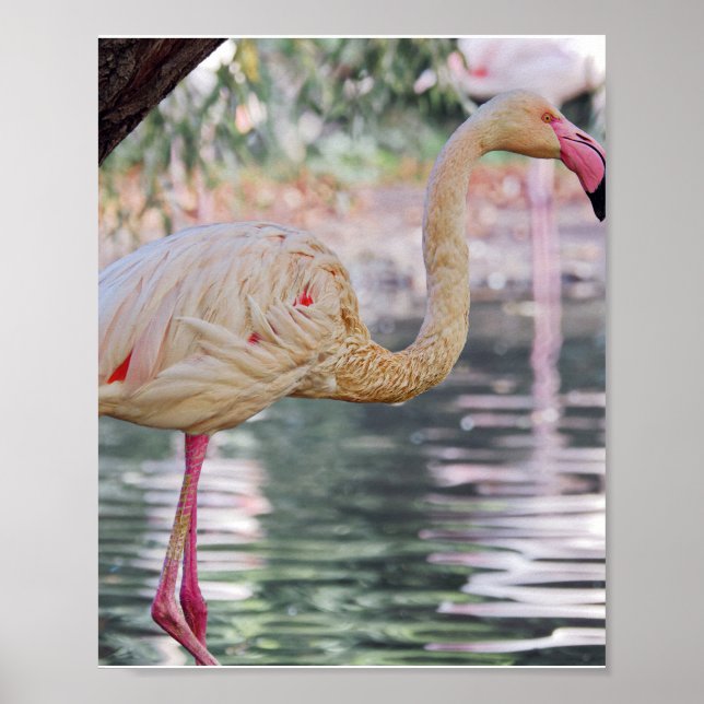 Bird Poster  (Front)