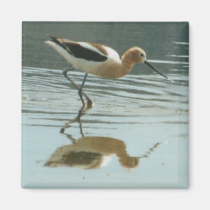 Bird Reflection at Mono Lake Magnet