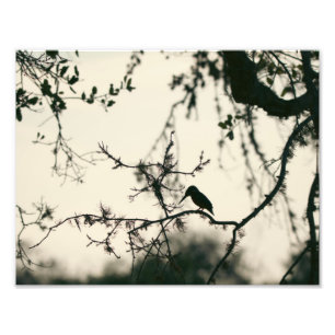 Bird Silhouette Photo Print