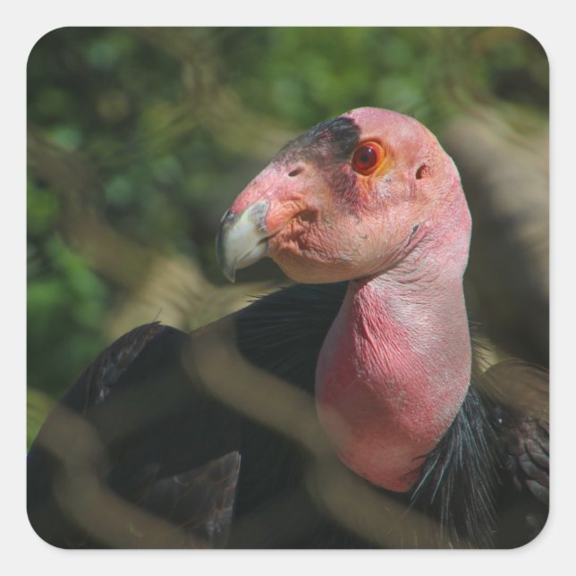 bird square sticker (Front)