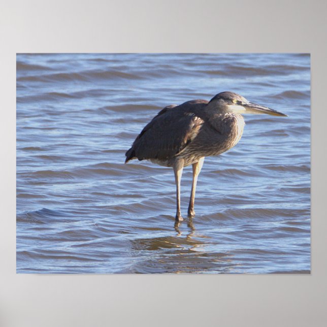 Bird Standing in Water Poster (Front)