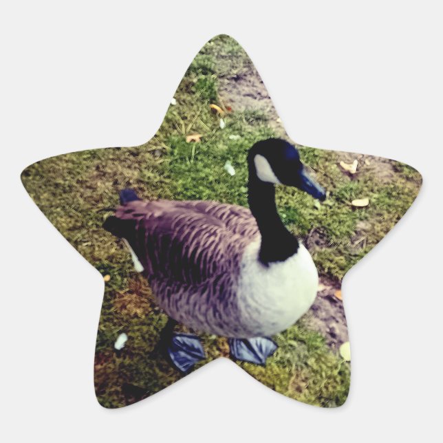 Bird Star Sticker (Front)