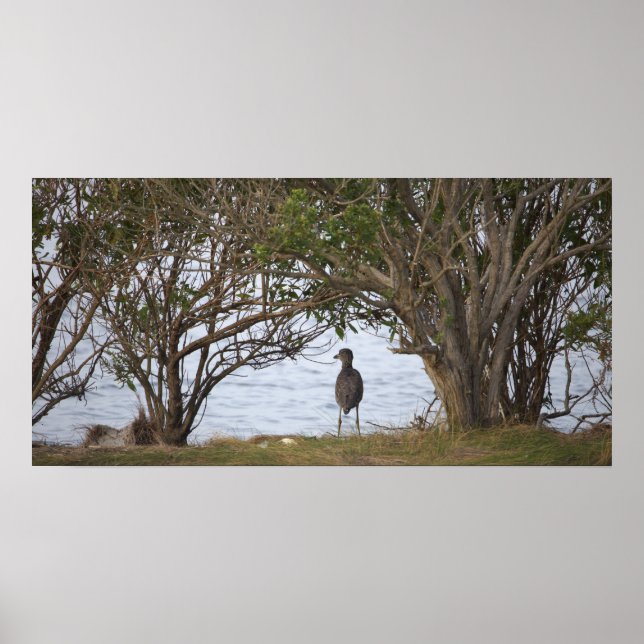 Bird Waiting Photo Poster (Front)