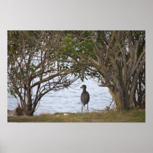 Bird Waiting Photo Poster