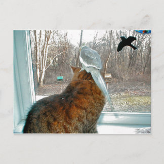 Bird Watching Postcard