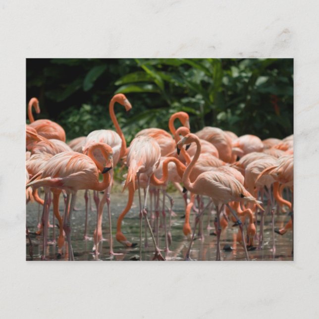 Bird watching postcard (Front)