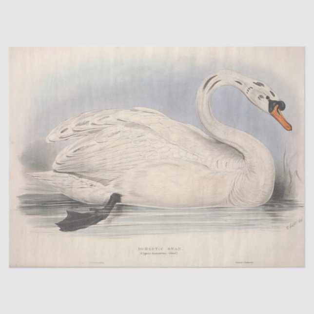 Bird White Swan Ephemera Decoupage Tissue Paper (Front)