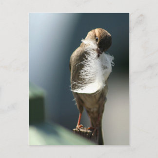 Bird With A Feather Postcard