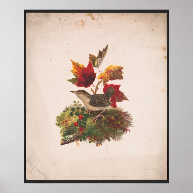 Bird With Autumn Foilage Antique Illustration Poster (Front)
